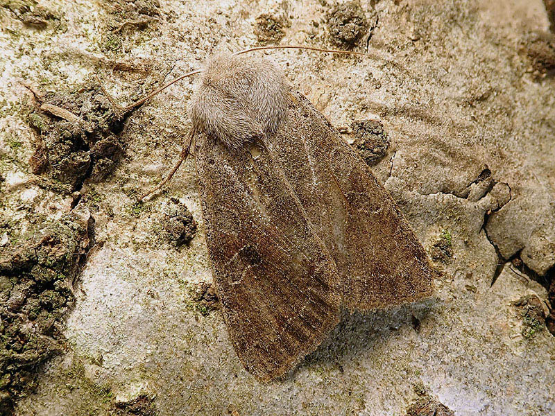 Noctuidae da identificare